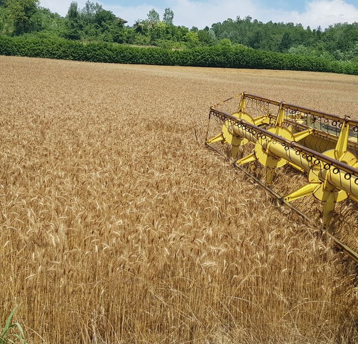 grano - foto d'archivio