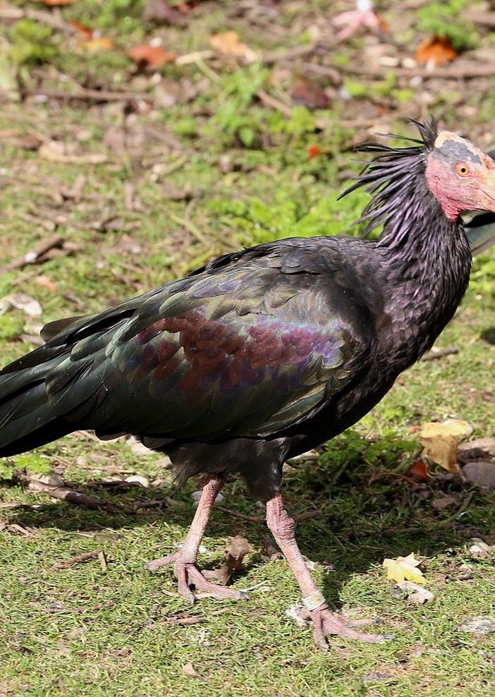 A Collegno tornano gli Ibis Eremita: avvistati quattro esemplari al campo volo