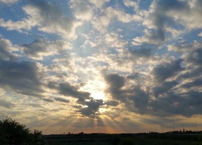 sole