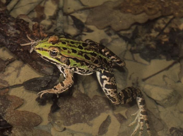To-Herp: al via il progetto di Citizen Science, per salvare rettili e anfibi urbani torinesi