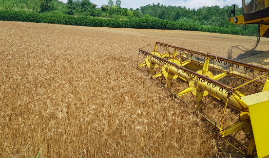 Confagricoltura Torino: &quot;In calo le produzioni e i prezzi di frumento tenero e orzo&quot;