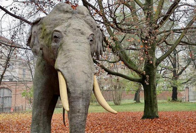 L'elefante Fritz per annunciare la riapertura del Museo di Scienze Naturali