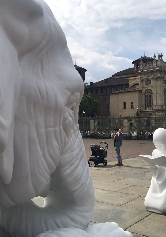Ai Musei Reali, i primi &quot;animali di corte&quot; si fanno già notare da turisti e passanti