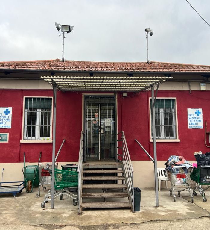 Canile di via Germagnano, l'Enpa rassicura: &quot;Cani e gatti sono al caldo&quot;