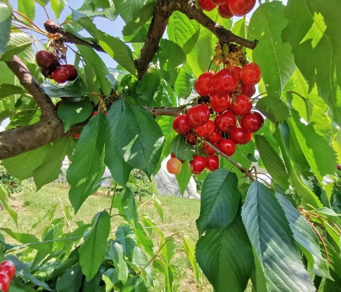 Pecetto Torinese: tutto pronto per la Festa delle Ciliegie