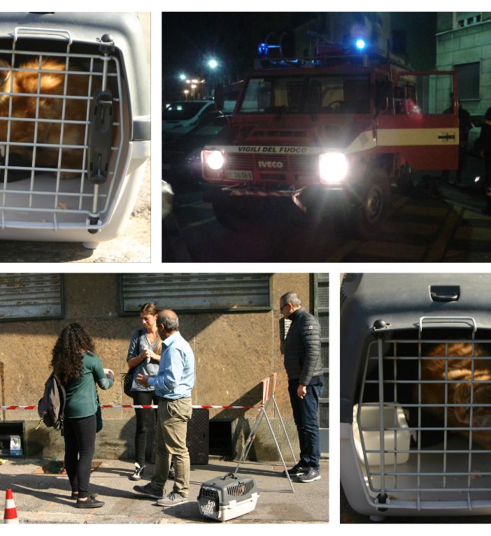 Salvato un gattino dalle fogne, dopo tre giorni di ricerche