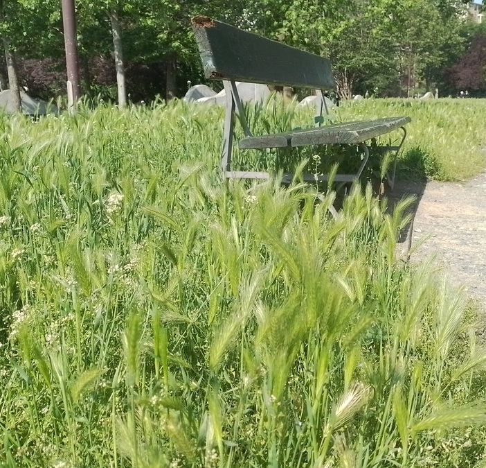 Erba alta ai Giardini dedicati a Ferruccio Novo, Moschella (Lega): “L’Amministrazione si prenda cura del parco”
