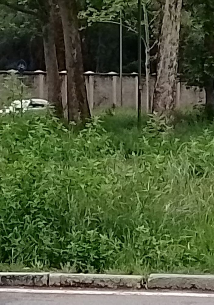 Nel 2025 niente erba alta a Torino: previsti più sfalci nei viali e giardini