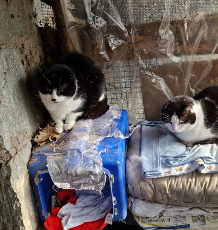 Parco Michelotti: grazie alle volontarie la &quot;casa dei gatti&quot; sopravvive