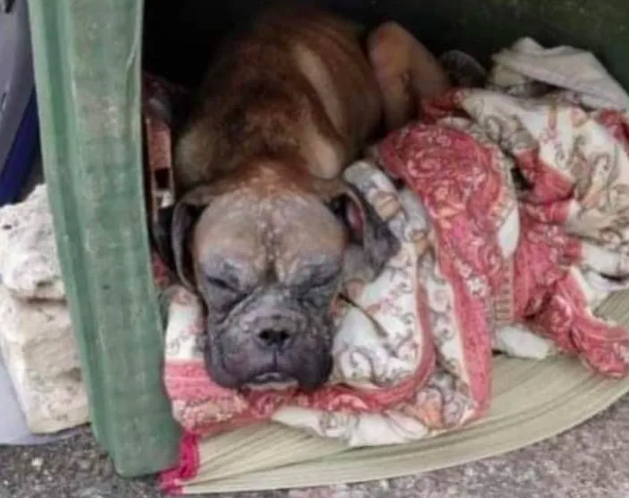 Da una discarica in Sardegna alla ricerca di persone disperse in Piemonte: la storia del boxer Imai