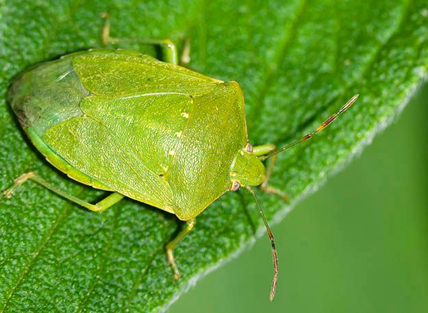Con il caldo torna la cimice asiatica, Coldiretti: “Invasione ridimensionata grazie a strategie ad hoc”