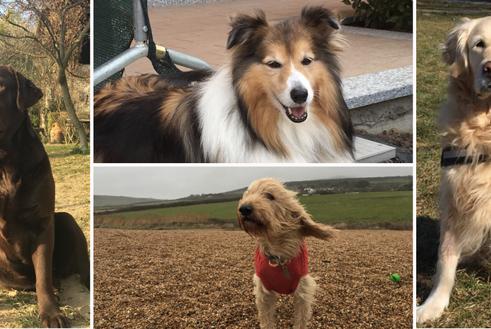 “Dona un sorriso con la dog therapy”: For a Smile Onlus porta i cani in ospedale dai bimbi malati