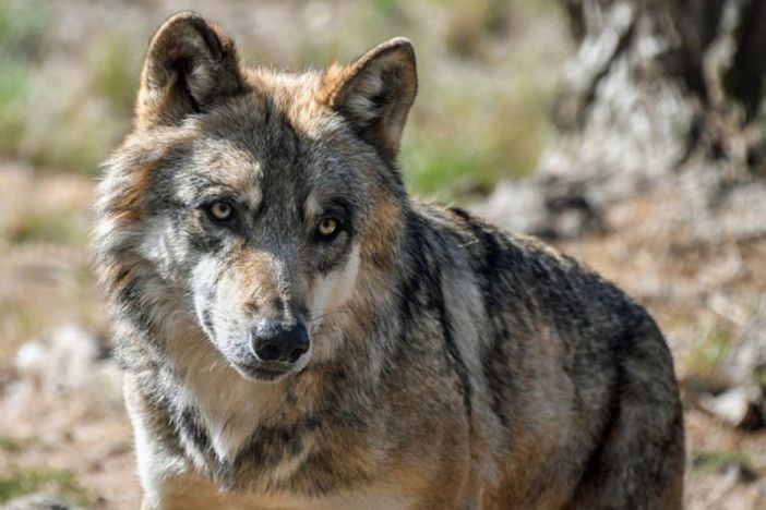 Lupo in Piemonte: Carosso scrive al Ministro della Transizione Ecologica
