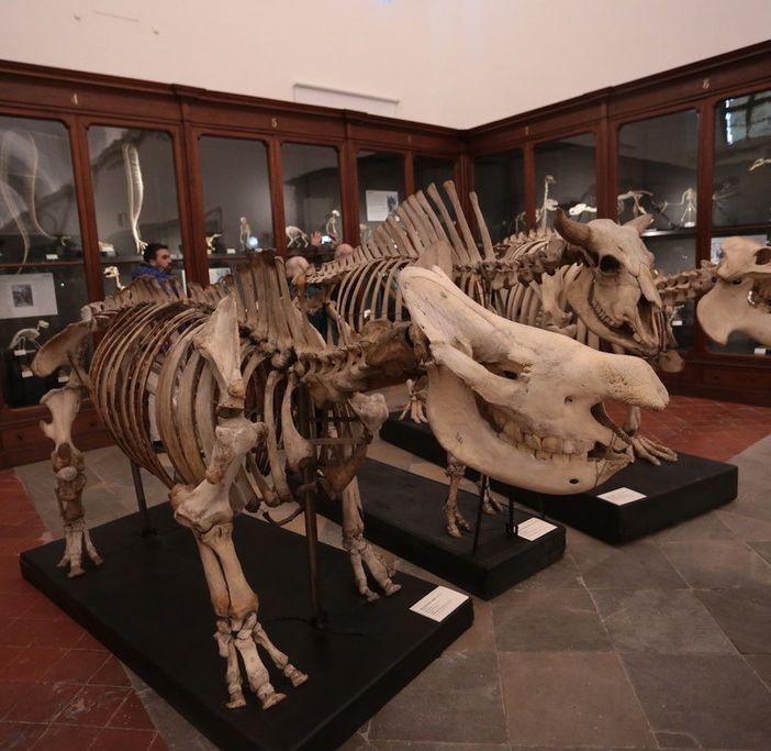 Al Museo Scienze Naturali, un incontro sui Beni culturali tra restauro e valorizzazione