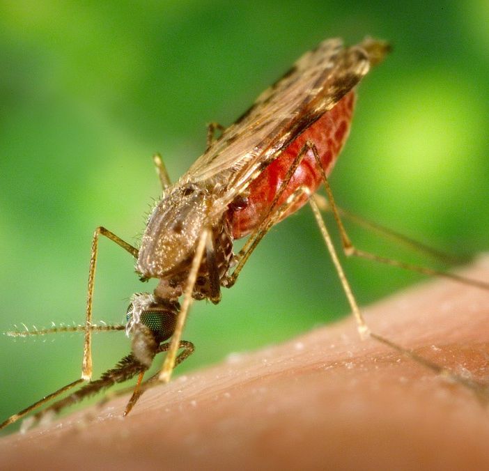 &quot;Morto per malaria&quot;, parlano in aula i medici imputati