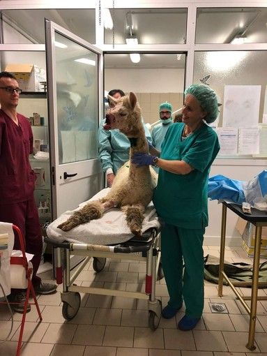 Grugliasco, prima operazione riuscita per Joy, l'alpaca aggredito da un cane nei boschi di Roccavione