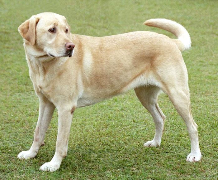 Aidaa denuncia uomo che cercava cani per fare sesso
