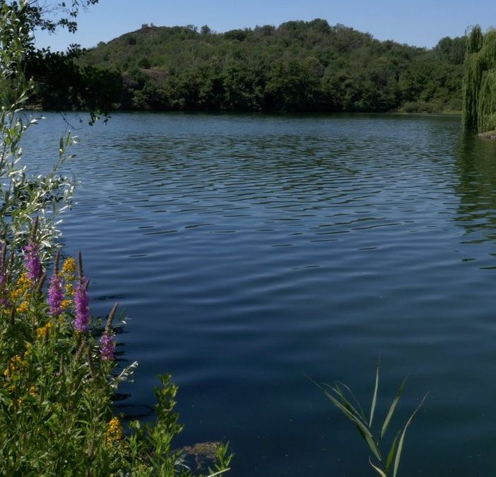 Parco Cinque Laghi: il piano contenimento cinghiali è all'esame dell'Ispra e a breve potrà essere adottato