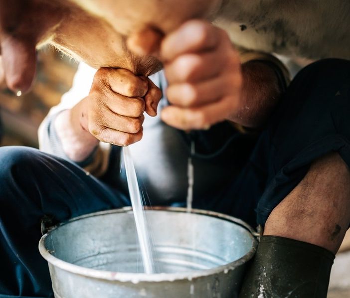 Oggi è la giornata mondiale del Latte: nella sola provincia di Torino se ne producono 352mila tonnellate
