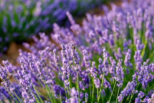 Il 17 luglio la Festa della Lavanda a Chiomonte