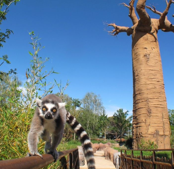 15 piccoli pazienti oncologici ospiti al bioparco Zoom