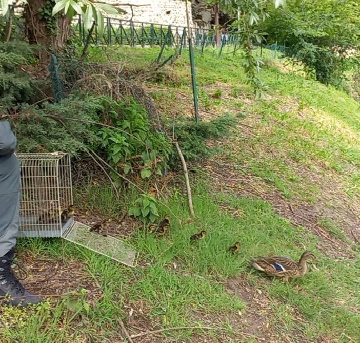 Un'anatra e i suoi piccoli in difficoltà recuperati e messi in salvo in un cortile di via Mentana: liberati in riva al Po