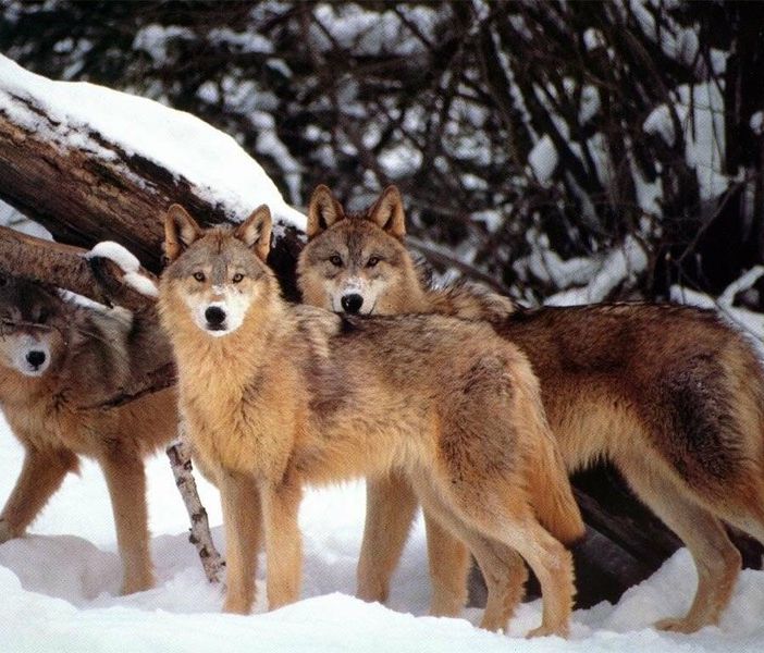 Lupi nel Chivassese, Azzarà: &quot;La loro presunta presenza deve essere provata dai riscontri scientifici dell'Ispra