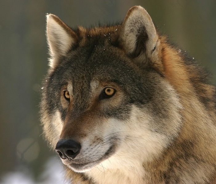 Lupo ucciso a fucilate a Piossasco, Azzarà: &quot;Illegalità non tollerata, massima tutela per animale&quot;