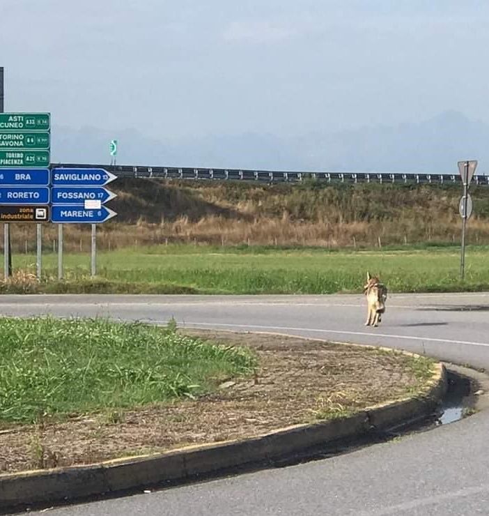 lupo che scorrazza in strada