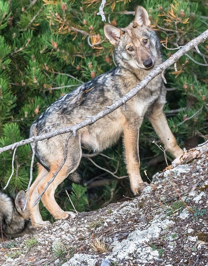 Online il censimento sui lupi presenti sul territorio italiano: nelle regioni alpine sono poco meno di mille