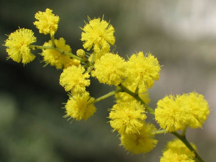 8 marzo, Chieri:tutte le iniziative per celebrare la Giornata della Donna