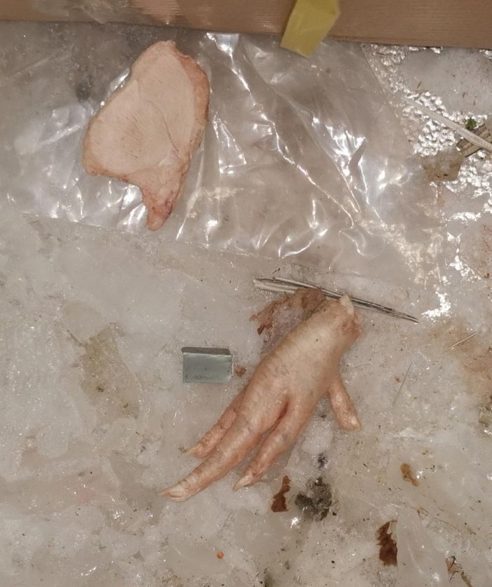 Cibo e carni mal conservate