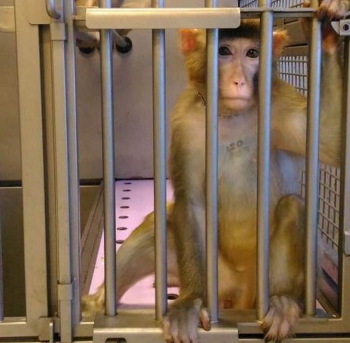 macaco in gabbia