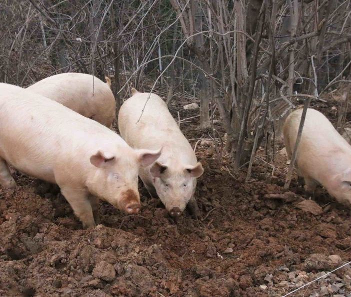 Fase 3, Coldiretti: &quot;Bene i fondi a sostegno della zootecnia 'Made in Piemonte'&quot;