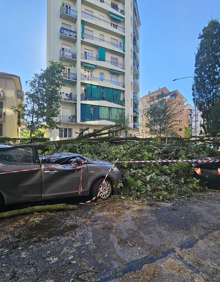 rami rotti alberi nel parco