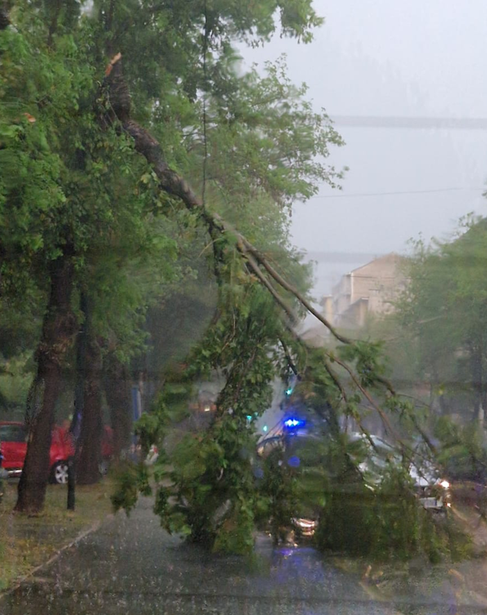 Un albero si spezza in Corso Belgio, 120 interventi per il maltempo