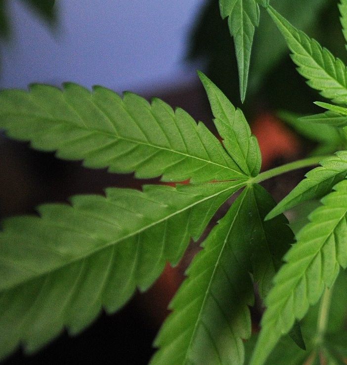 Tenevano in casa 4 kg di marijuana essiccata: arrestati due coniugi