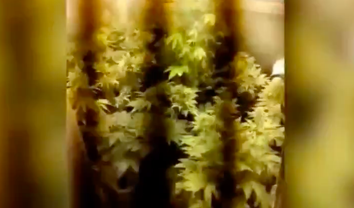 In casa ha due serre di marijuana nascoste dentro gli armadi: arrestato [VIDEO]