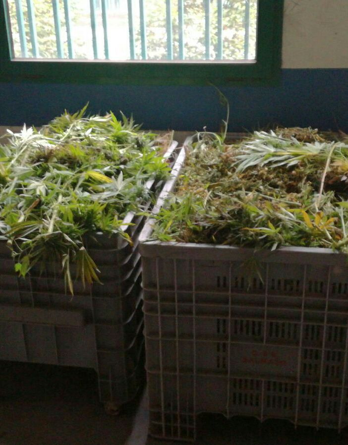 Perquisito &quot;Il Barocchio&quot; di Grugliasco, trovati 180 chili di marijuana