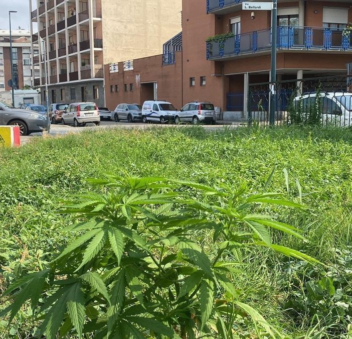 Torino, nel giardino pubblico cresce la marijuana. FdI: &quot;È questa la biodiversità che vuole l'Amministrazione?&quot;