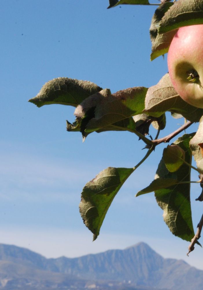 Sos frutta, blitz degli agricoltori in piazza: appuntamento martedì 22 novembre in piazza Castello