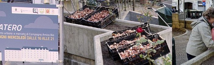 Messer Tulipano regala 3600 futuri fiori all'orto urbano di piazza Emanuele Filiberto
