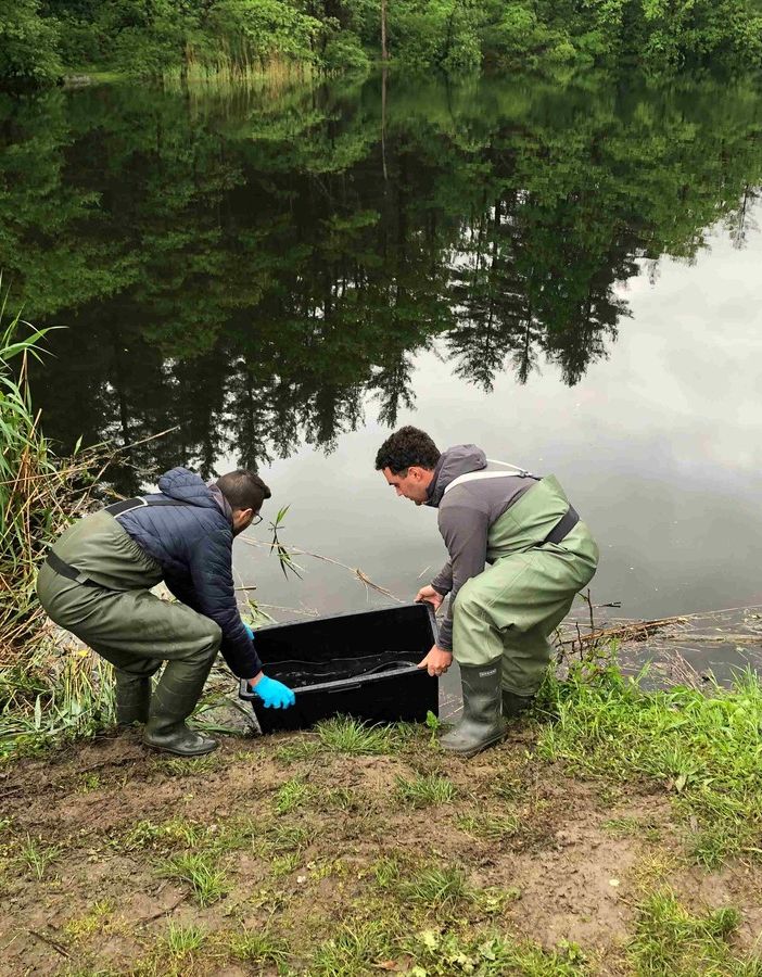 Ivrea, nel lago Campagna si monitora la situazione del pesce siluro