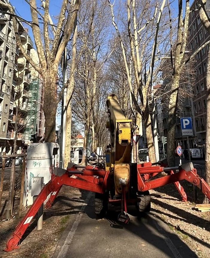 Potati i platani di corso Montegrappa: “Tre verranno abbattuti a causa di un fungo”