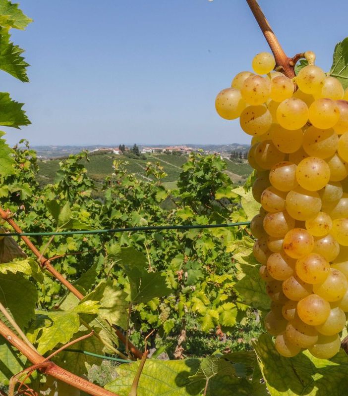 Un'estate all'insegna del Moscato: continua il tour dell’Asti Docg e del Moscato d’Asti Docg nelle principali piazze piemontesi