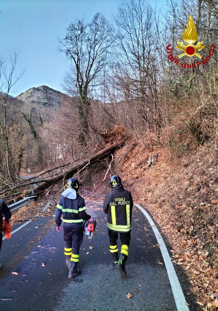 Alberi abbattuti per il forte vento in Valle di Susa