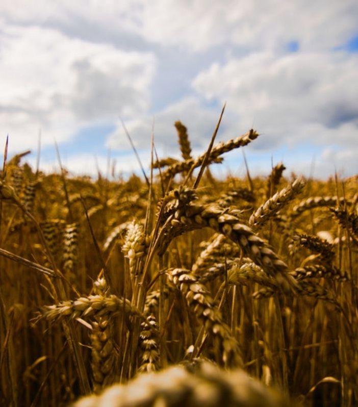 Ucraina, Coldiretti: &quot;In Italia pronti a produrre 75 milioni di quintali di mais e grano in più&quot;