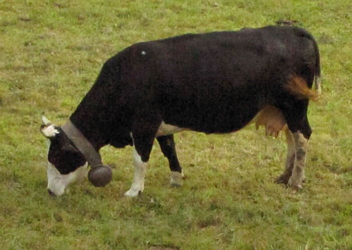 Nichelino, mucca si allontana dalla sua mandria e arriva a brucare fino alla zona industriale