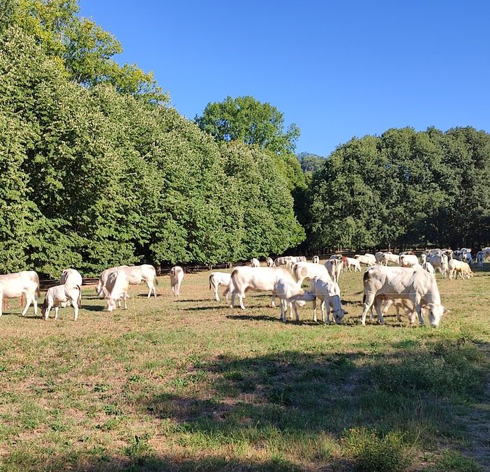 mucche al pascolo