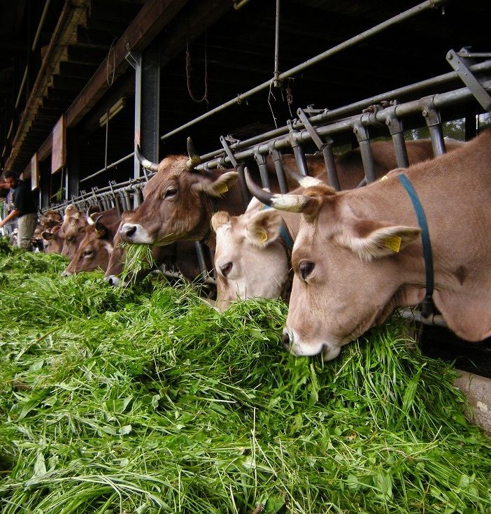 La qualità dell'aria finisce in vacca? Coldiretti: &quot;L'inquinamento arriva da altro&quot;